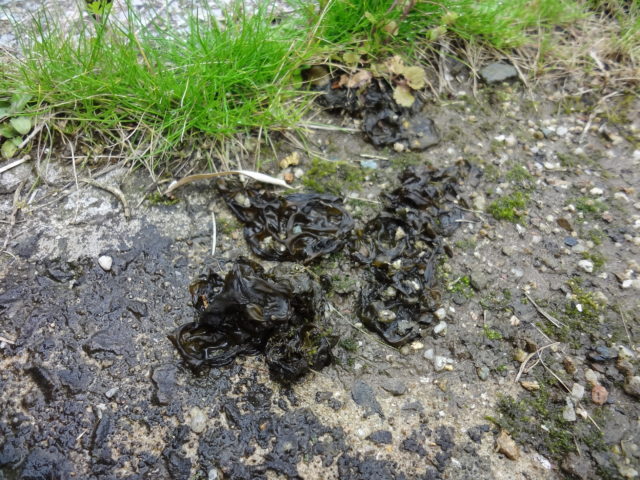 裏庭のイシクラゲ