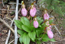 Pink Lady's Slipper　野生蘭です