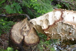 ビーバーのしわざです