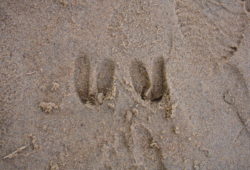 鹿の足跡